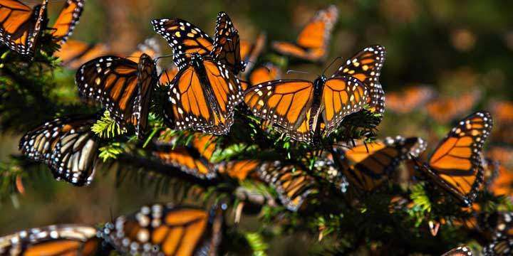 Calcula Semarnacc arribo de Mariposas Monarca para el 15 de octubre, la apertura de santuarios en noviembre 