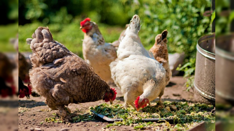 Detectan brote de influenza aviar AH5N2 en aves para consumo en Huetamo, Michoacán 