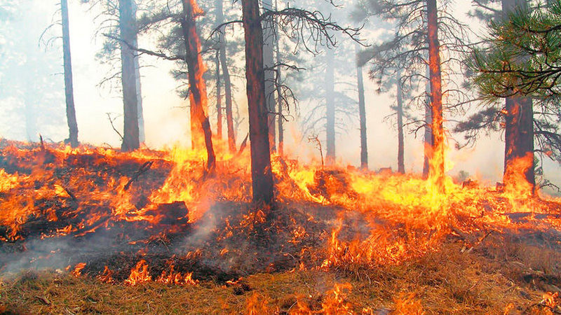 Incendios forestales activos en México ascienden a 126: Comisión Forestal 