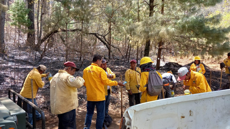 Combaten por tierra y aire reactivación de incendio forestal en cerro ...