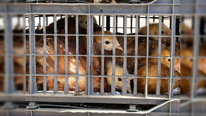 Informa Sader a ediles sobre cuidados para movilizar aves en sus territorios