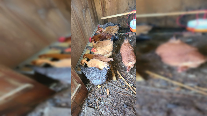 Informa Sader a ediles sobre cuidados para movilizar aves en sus territorios