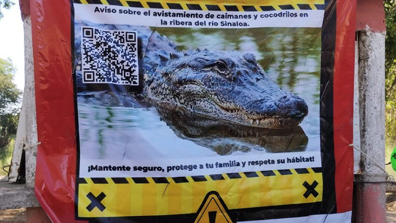 Alertan presencia de caimanes y cocodrilos en río de Guasave, Sinaloa 