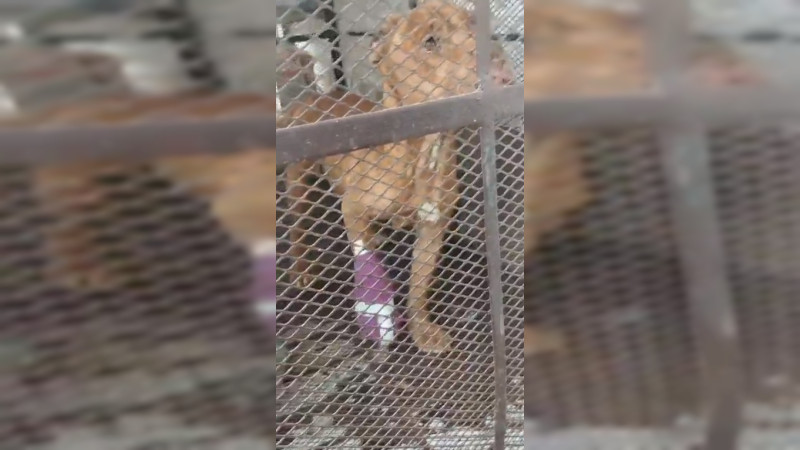 Rescatan a perrito de presunta asesina de Camila; intentó defenderla 