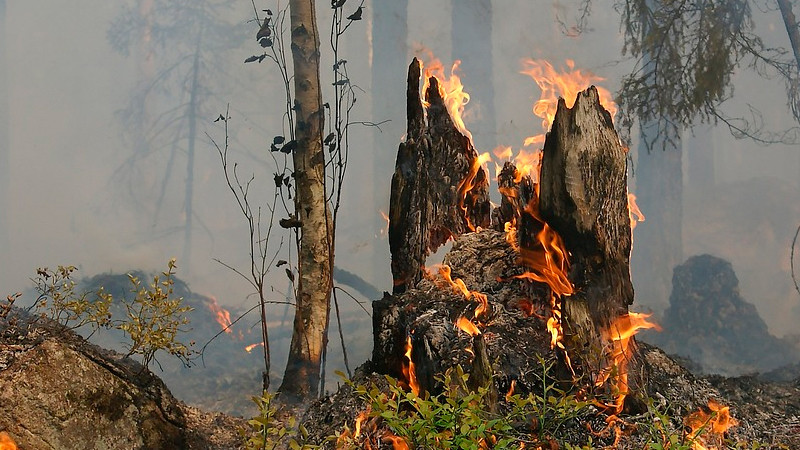 Hay 69 incendios forestales activos en México: Conafor 