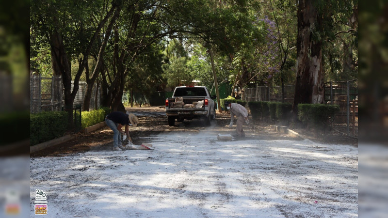 Previene Zoo de Morelia riesgo sanitario por inundación con lodos; se realizó encalado