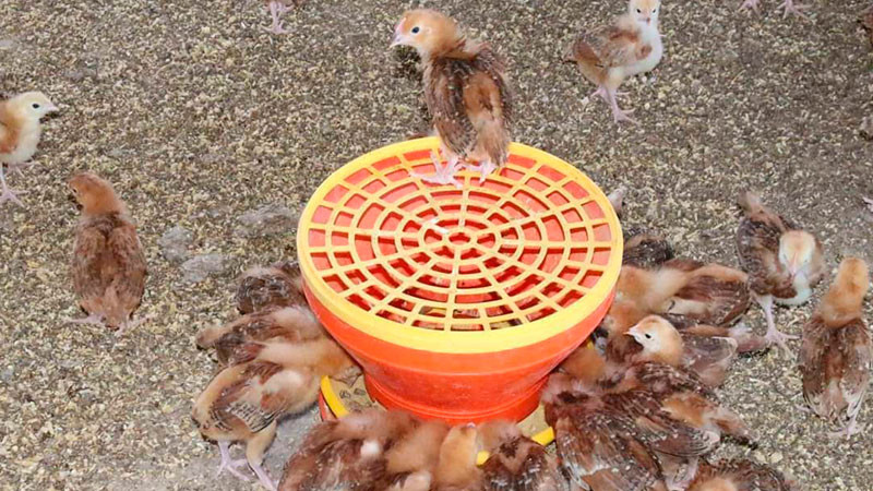 Gobierno de Morelia informa medidas preventivas por Influenza Aviar 