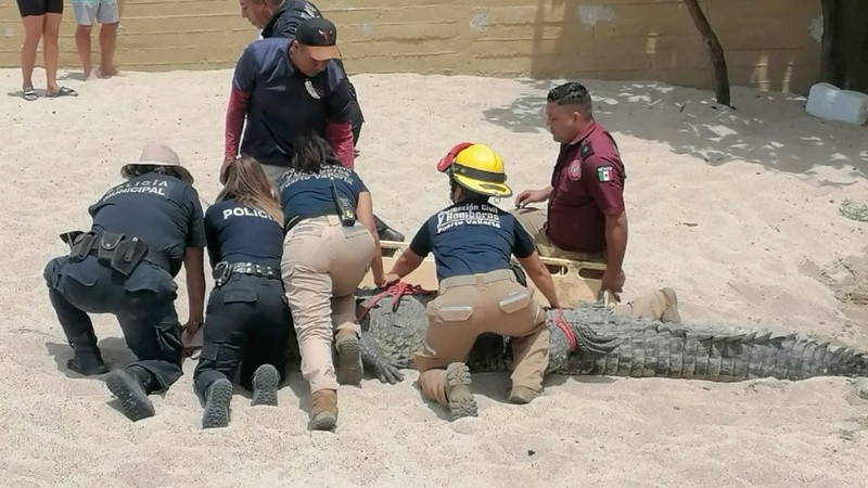 Hallan y capturan a cocodrilo de 250 kg de peso en playa de Puerto Vallarta 