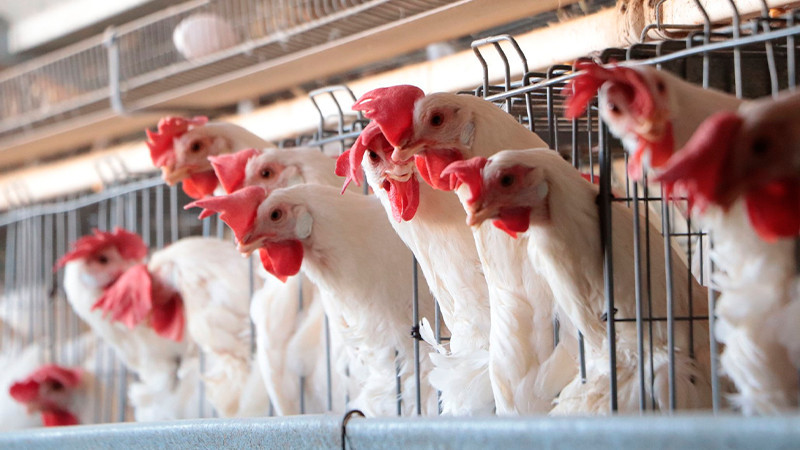 Secretaría de Agricultura asegura que México se encuentra libre de influenza aviar 