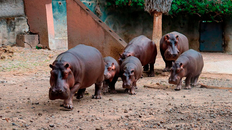 Eclipse solar “engañará” a animalitos del Zoo de Morelia