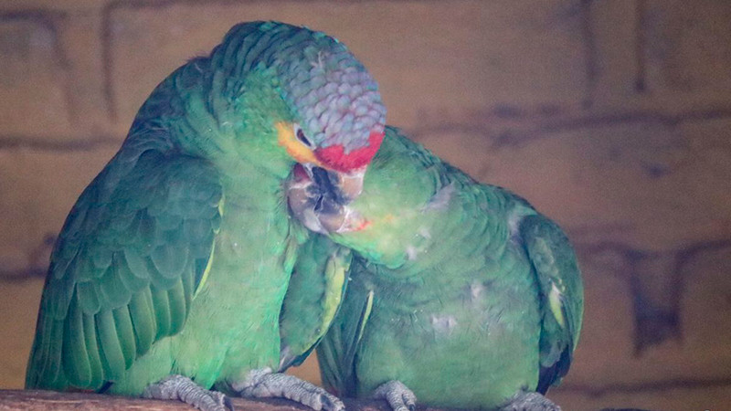 Eclipse solar “engañará” a animalitos del Zoo de Morelia