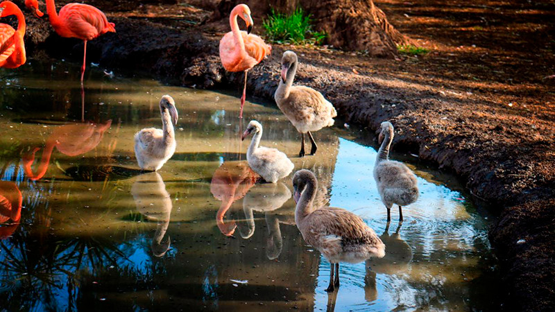 Eclipse solar “engañará” a animalitos del Zoo de Morelia
