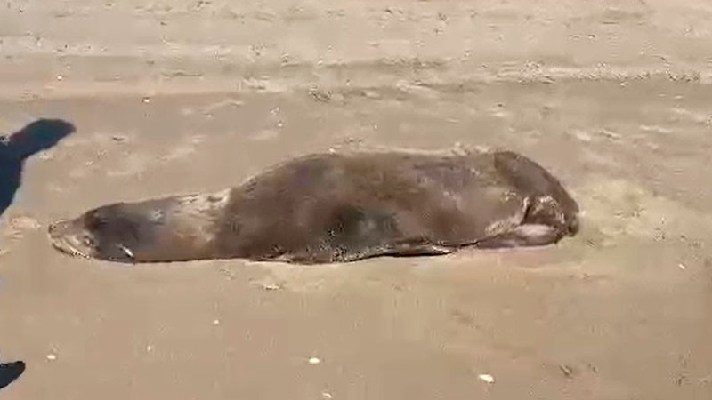 Rescatan lobo marino en playas de Navolato, Sinaloa; su estado de salud es delicado 