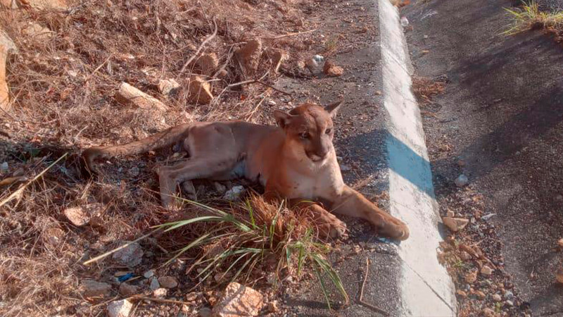 Rescatan en La Unión, Guerrero a Puma mal herido