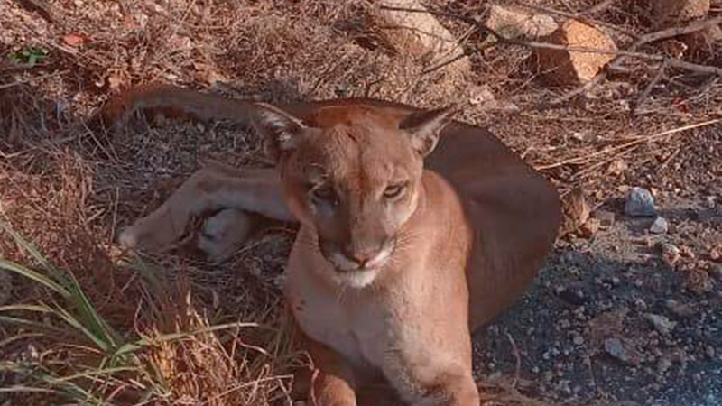 Rescatan en La Unión, Guerrero a Puma mal herido