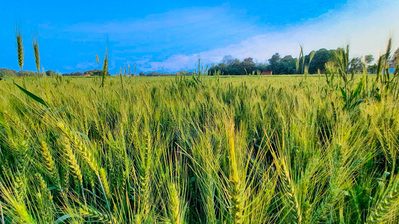 En riesgo soberanía alimentaria si no hay rescate al campo: productores de trigo y maíz de Sonora 