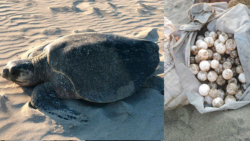 Separa Protección Civil Michoacán a 2 elementos relacionados con robo de huevos de tortuga 
