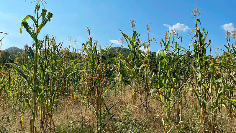 Ante la sequía, recomiendan a productores de maíz asegurar cultivos 
