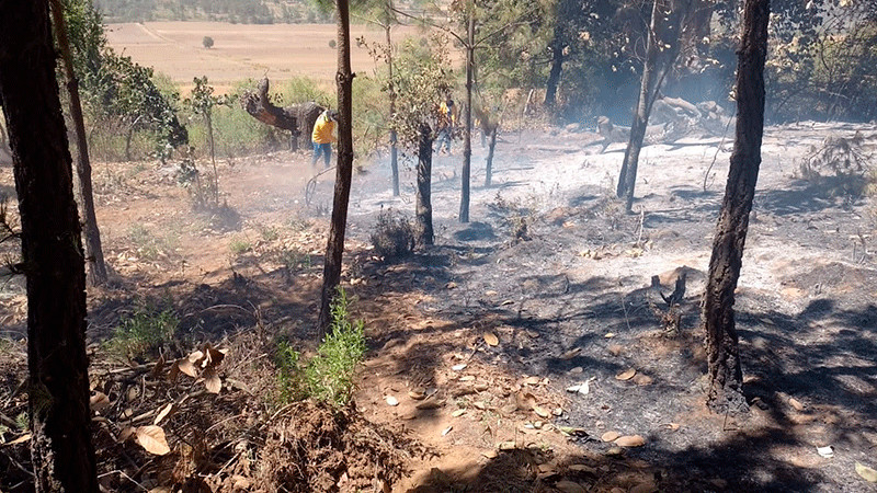 Brigadistas apagan incendio forestal en Madero y controlan 2 en Los Reyes y Ario