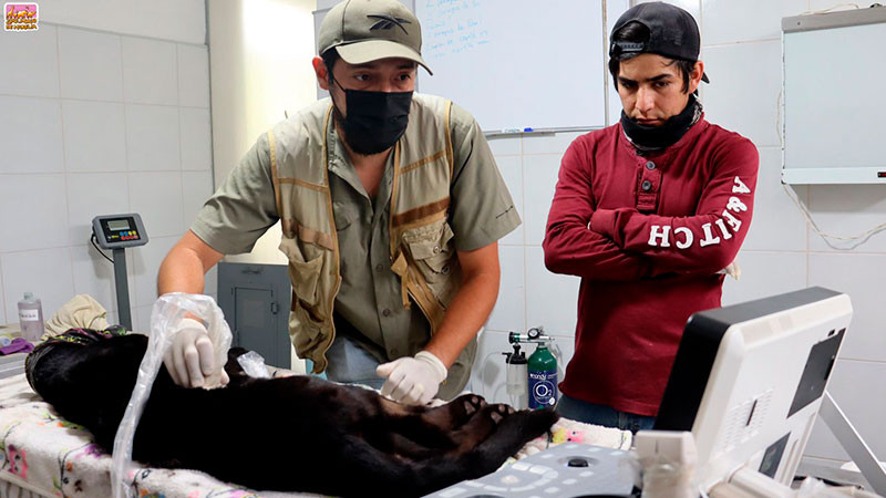 Reporta zoológico de Morelia que jaguar y guanacos están delicados de salud  