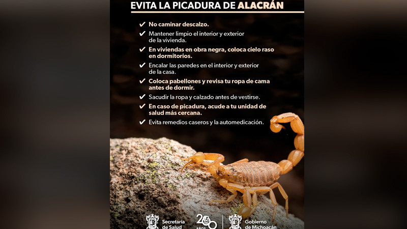 Michoacán: prevén las picaduras de alacrán con estas recomendaciones de la SSM 