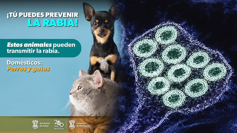 Secretaría de Salud de Michoacán vacuna mascotas contra la rabia 