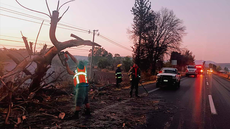 Cae árbol en la autopista Morelia-Salamanca, sólo hubo caos vehicular 