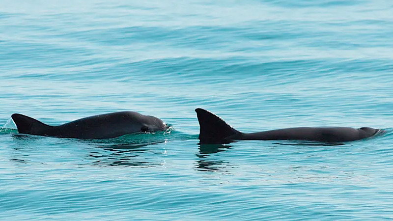 México hará conteo de vaquitas marinas en Golfo de California 