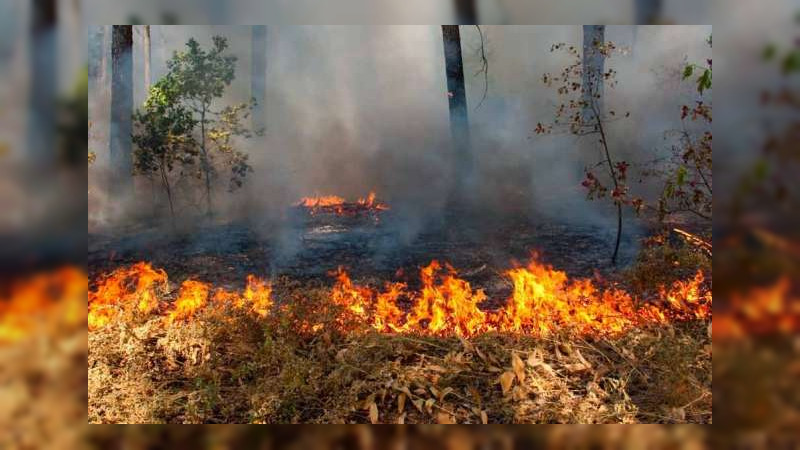 Incendios arrasan con 30 mil hectáreas en Los Chimalapas, Oaxaca: Coesfo 