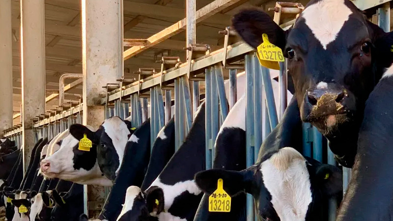 Detectan virus de gripe aviar en leche de vacas infectadas, en EEUU 