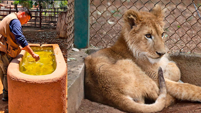Guanacos y león africano del Zoo de Morelia continúan en observación 