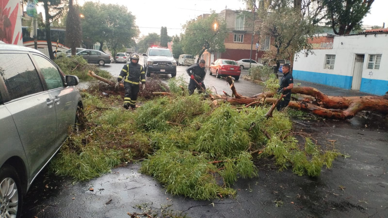 Lluvias en CDMX provocan encharcamientos, inundaciones y caída de árboles