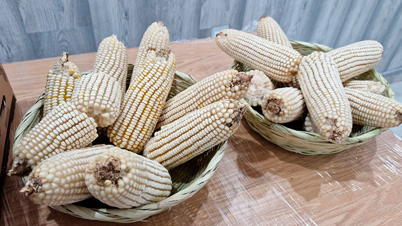 Promoverán en Michoacán maíces resistentes a sequía y altas temperaturas 