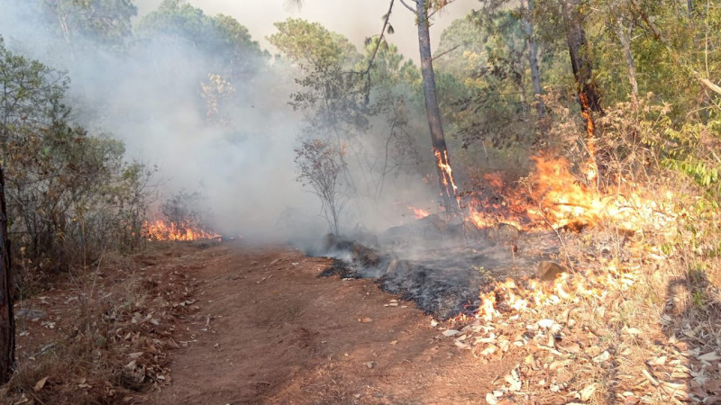 Atienden brigadas incendio forestal en Ario 