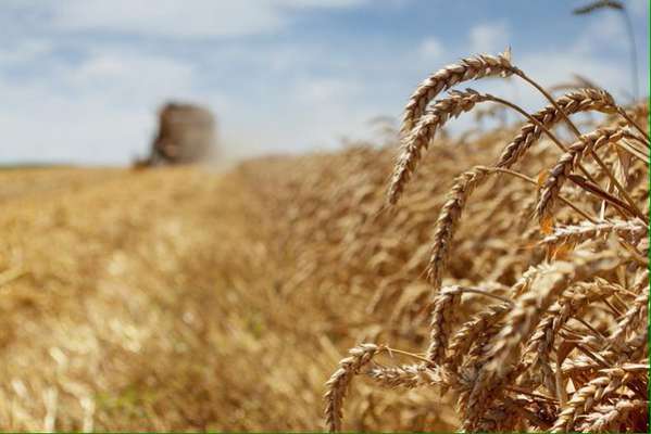El sector Agropecuario, el más dinámico de la economía en México: Sagarpa 