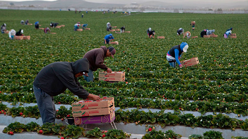 Jornaleros indígenas de BCS toman instalaciones de rancho agrícola, por falta de pago y precariedad laboral 