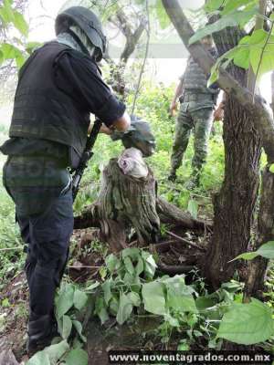 Aseguran dos kilos de metanfetamina ocultos en un tronco, en La Huacana, Michoacán - Foto 2 