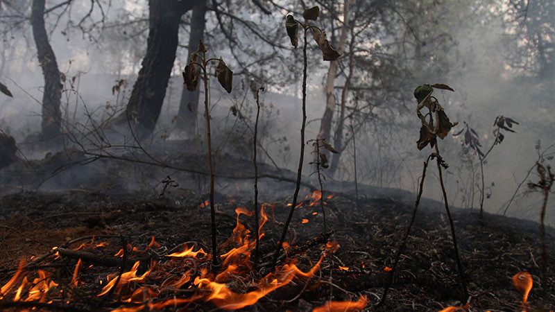 Al menos 5 mil 743 hectáreas de bosque devastadas por incendios en la Sierra Tarahumara 