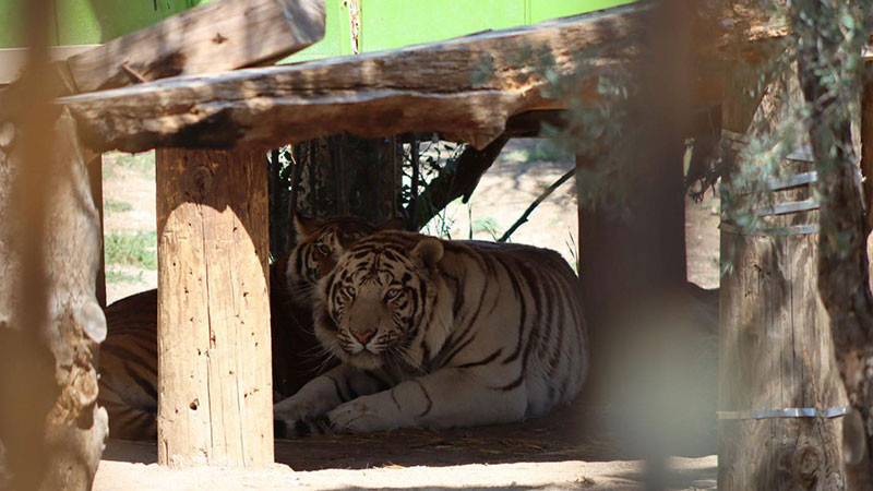 En Baja California rescatan y aseguran tigre de bengala y otros animales exóticos 