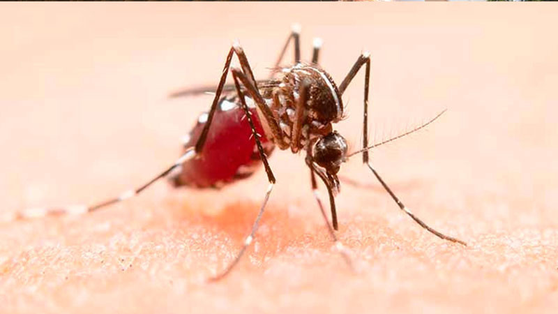 Lima afronta fuerte brote de dengue; suman 16 mil casos 