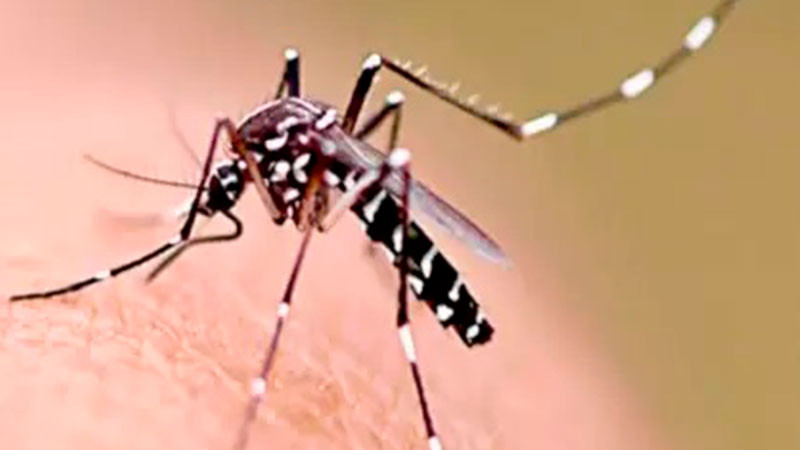  Gobierno de Guatemala declara emergencia sanitaria  por casos de dengue  