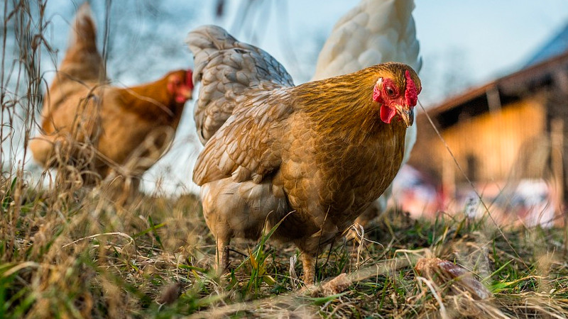 En caso de pandemia por gripe aviar, habría vacunas en 4 meses: OMS 