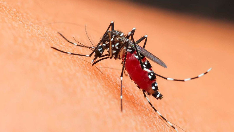 Suman 82 casos de dengue en Tamaulipas 