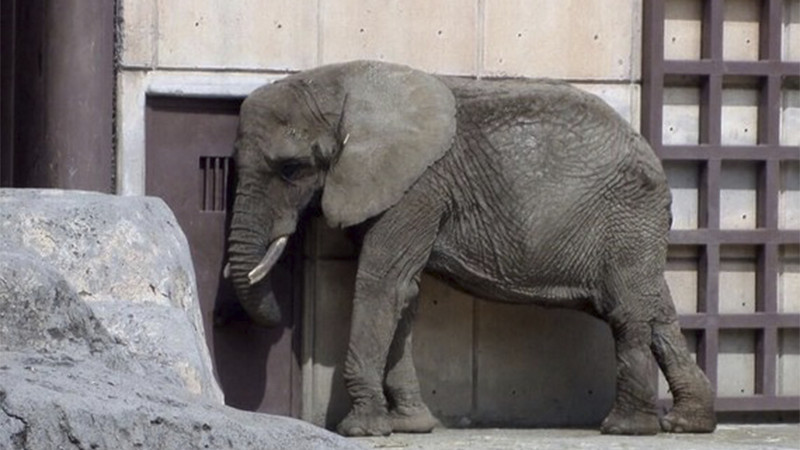 Jueza otorga amparo a Ely, la elefanta más triste del mundo 