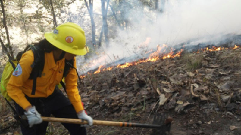 Incendio forestal consume 240 hectáreas de vegetación en Nuevo León 