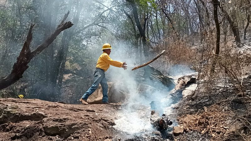 Combaten incendio en Reserva de biosfera en Morelos; van 500 hectáreas consumidas 