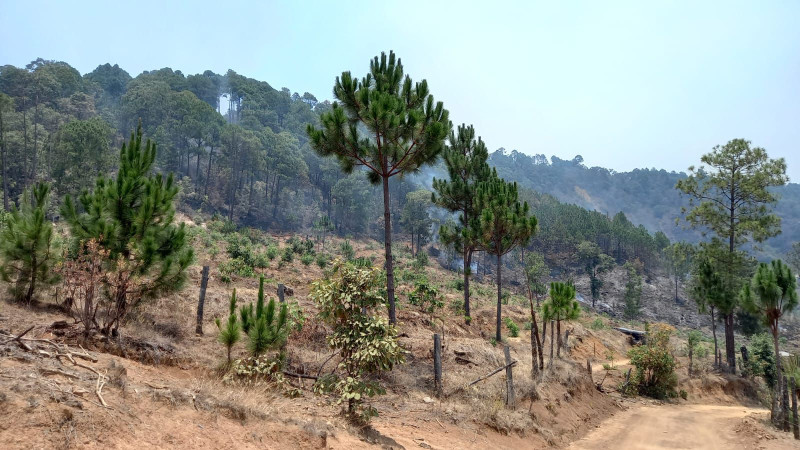 Brigadistas combaten incendios forestales en Morelia y La Huacana