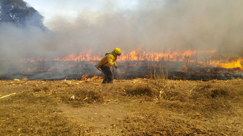 Activos, 126 incedios forestales en 24 estados  