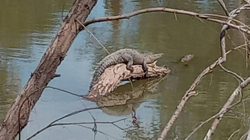 Presencia de dos cocodrilos en el Río Sinaloa alerta a la población 