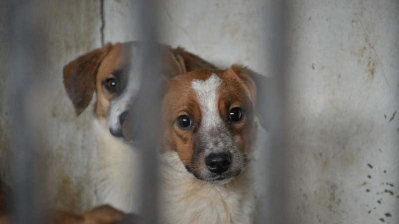 Fiscalía de Edomex rescata a 3 perritos maltratados en Lomas de Cuautitlán 